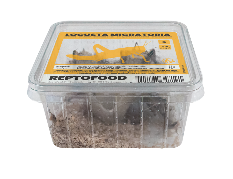 Locusta Migratoria S