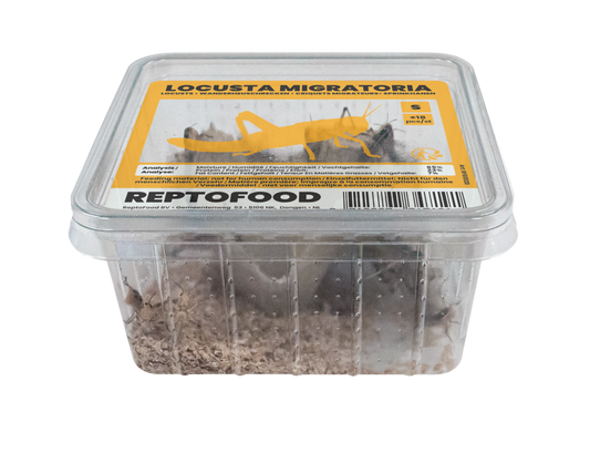 Locusta Migratoria S