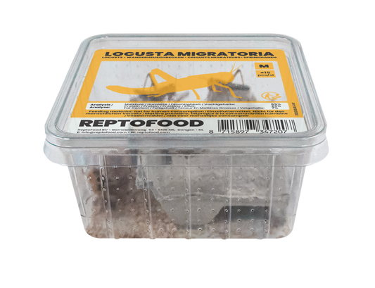 Locusta Migratoria M