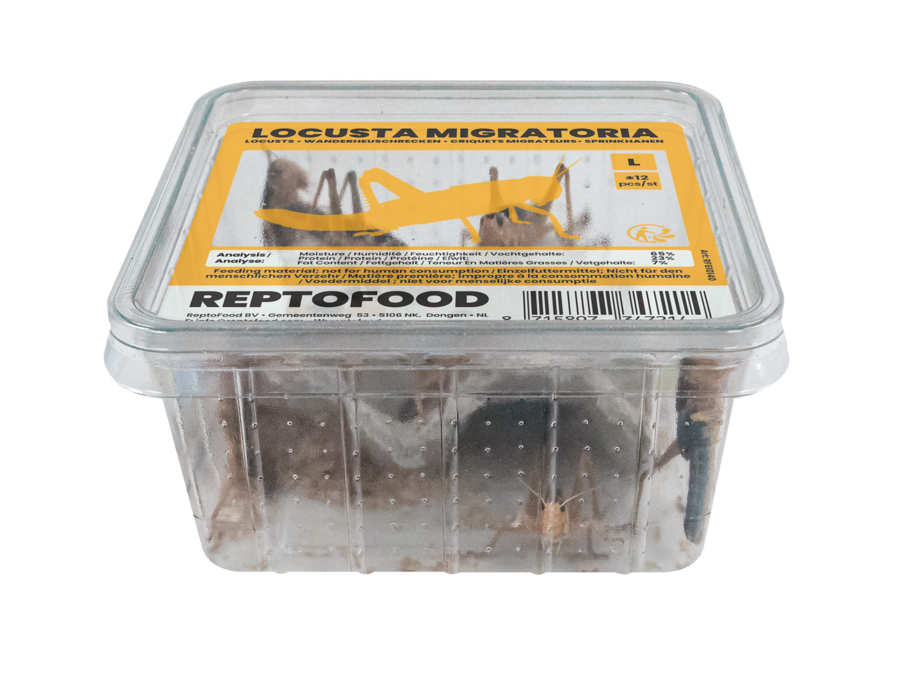 Locusta Migratoria L