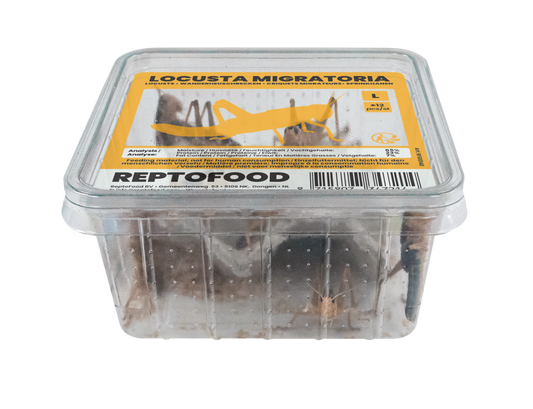 Locusta Migratoria L