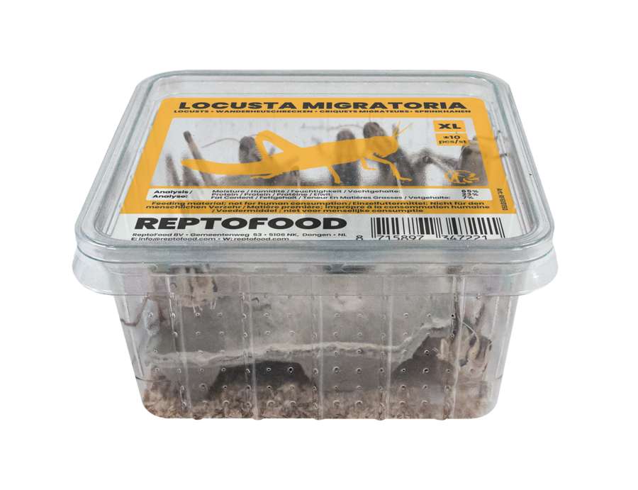 Locusta Migratoria XL