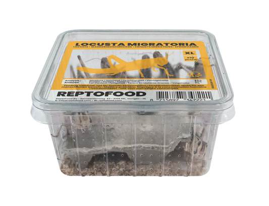 Locusta Migratoria XL