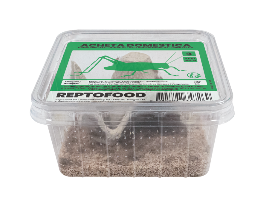 Acheta Domestica taille 3