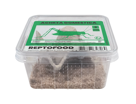 Acheta Domestica taille 3