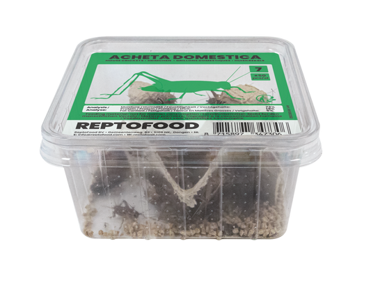Acheta Domestica taille 7