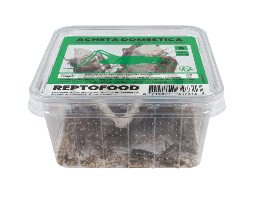 Acheta Domestica taille 8