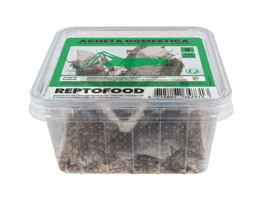 Acheta Domestica taille 8