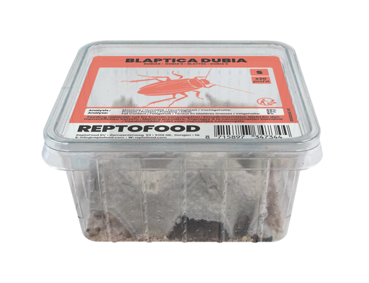 Blaptica Dubia S