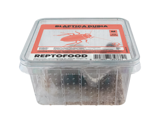 Blaptica Dubia M (subadultes)