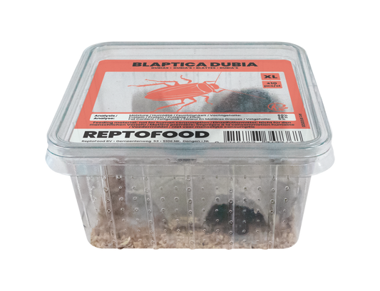 Blaptica Dubia XL (adultes)