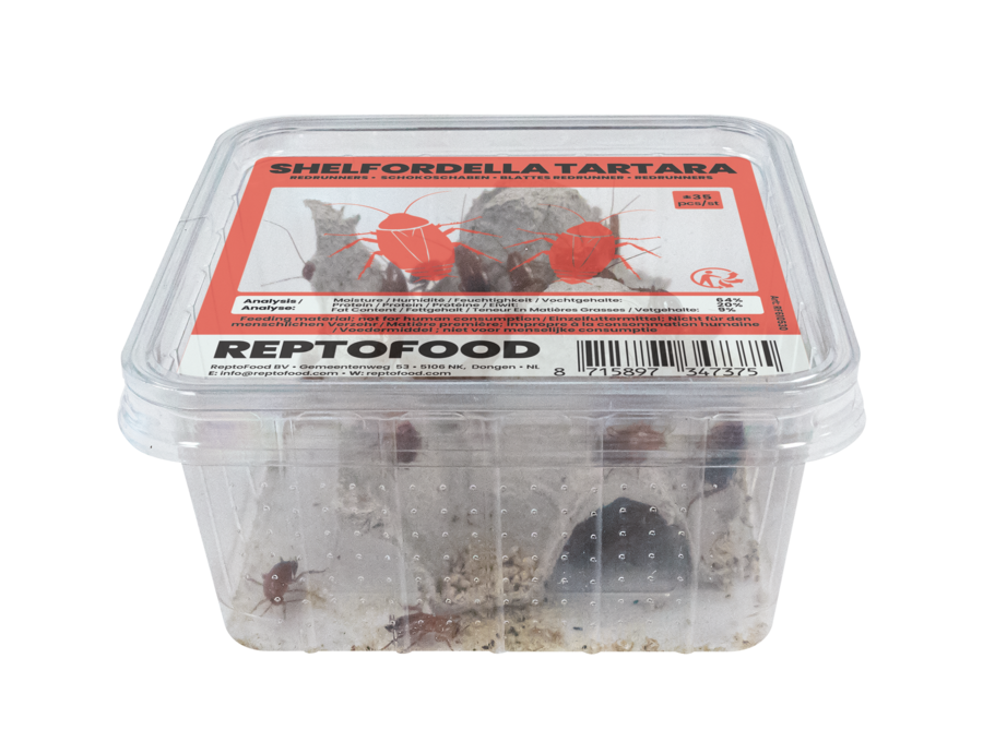 Shelfordella Tartara