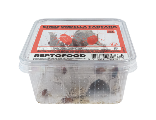 Shelfordella Tartara