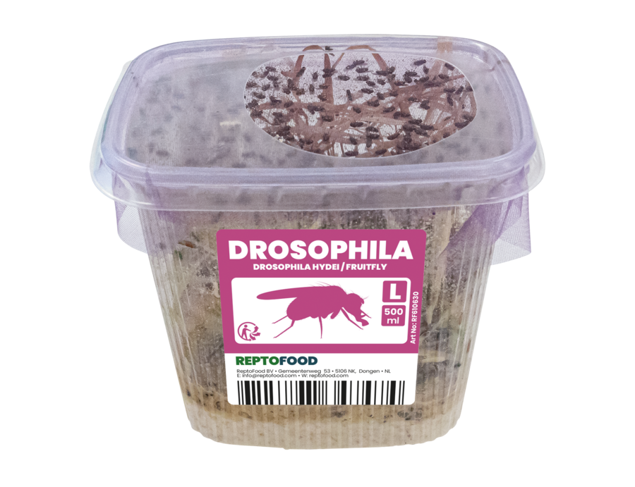 Drosophiles Hydei L