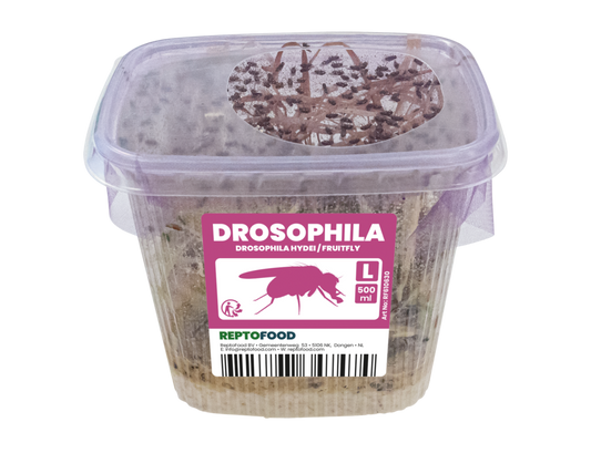 Drosophiles Hydei L