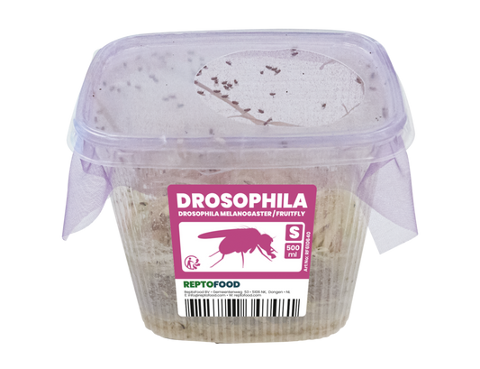 Drosophiles Melanogaster S