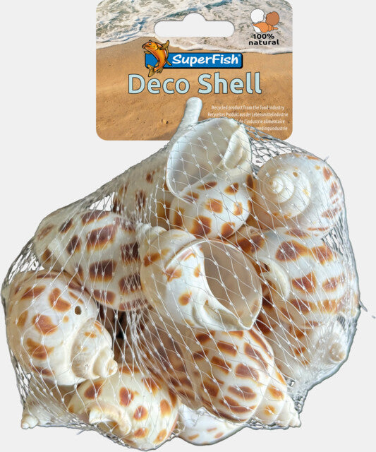 SF DECO COQUILLAGE SPIRALE RAYÉE 200 GR