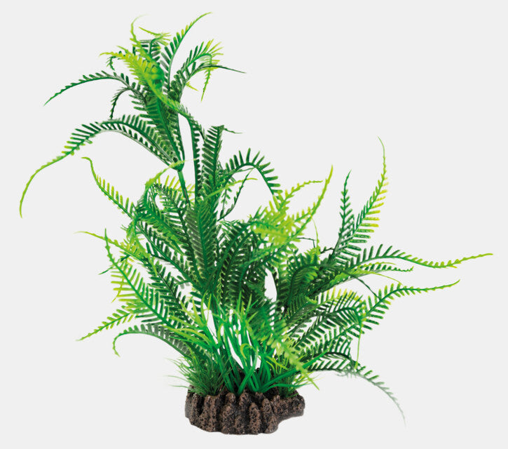 Microsorium 25 cm