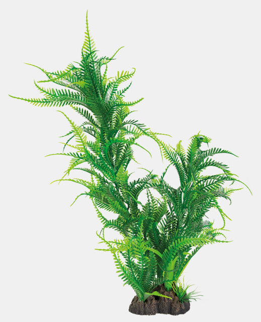Microsorum 40 cm