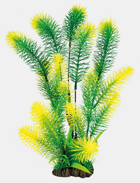 Myriophyllum 40 cm