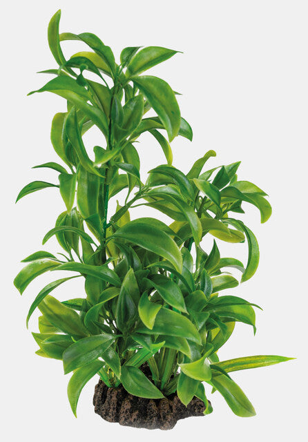 Dracaena 25 cm