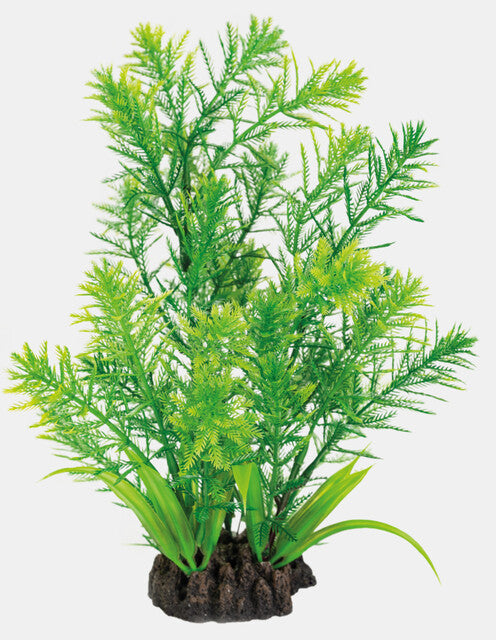 Hottonia 25 cm