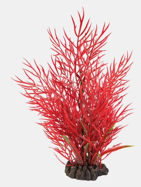 Ludwigia 25 cm