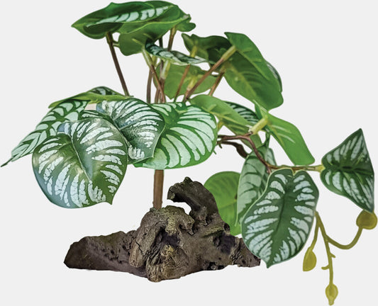Repto Plante sur Deco Begonia 19x19x19 cm