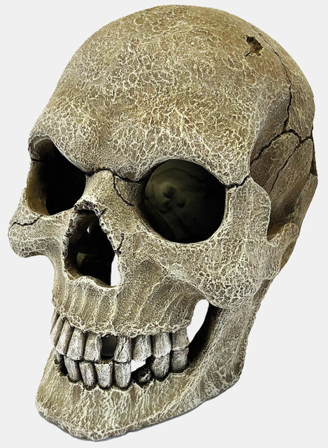 REPTO DECO HUMAN SKULL XL 23x15x20 cm