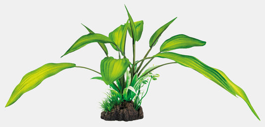 Cryptocoryne 25 cm