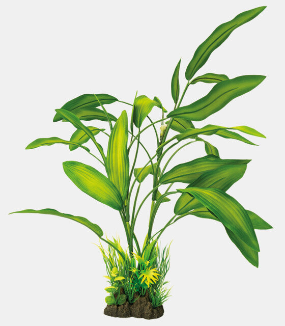Cryptocoryne 40 cm