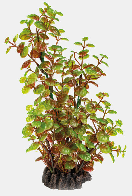 Rotala 25 cm
