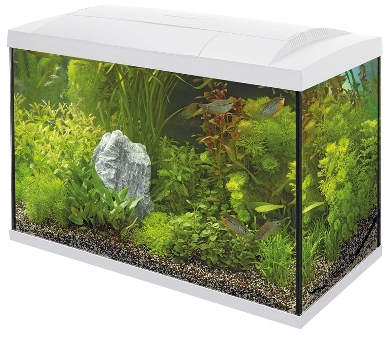 Superfish start 100 tropical kit blanc