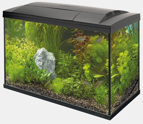 Superfish start 100 tropical kit noir