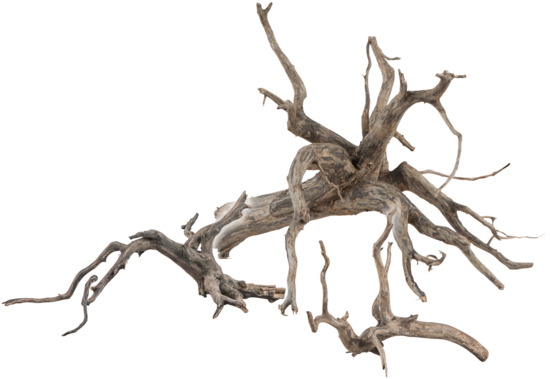 Sera scaper root M