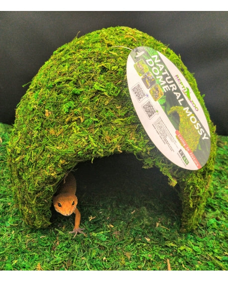 Dome mousse naturelle 11x11x9 cm