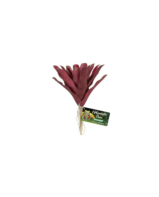 FIREBALL BROMELIAD ZOOMED