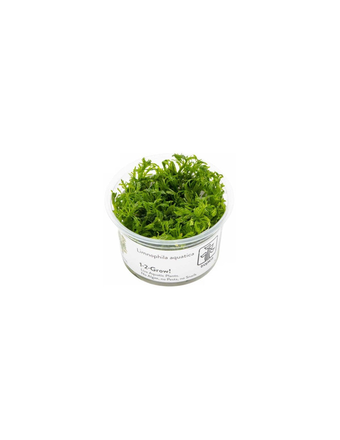 Tropica Limnophila Aquatica