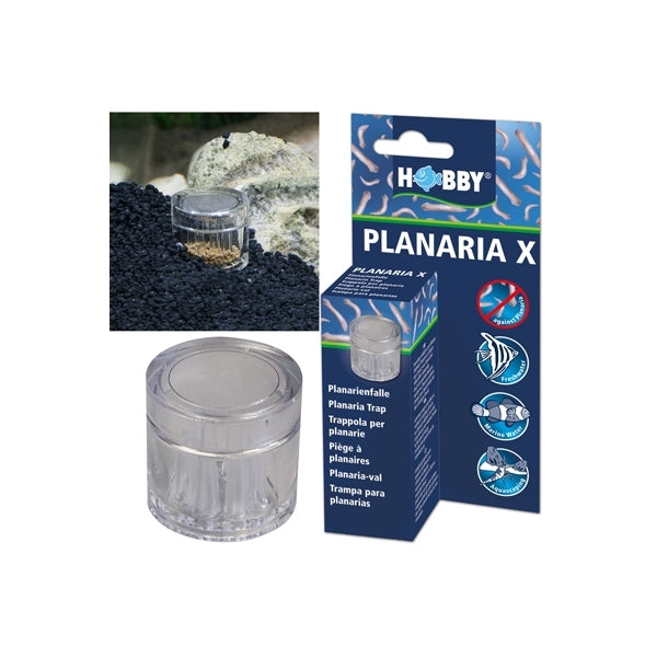 Hobby Planaria x
