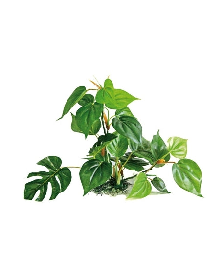PLANTE ANUBIAS 30cm