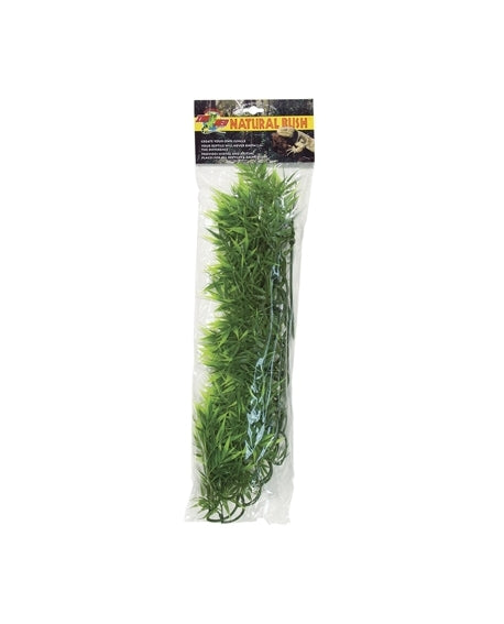 PLANTE MADAGASCAR BAMBO GM - ZM