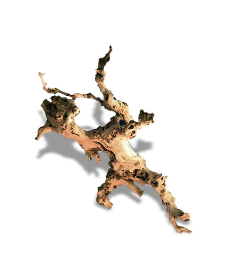 RACINE DE VIGNE 45 à 60cm 1p
