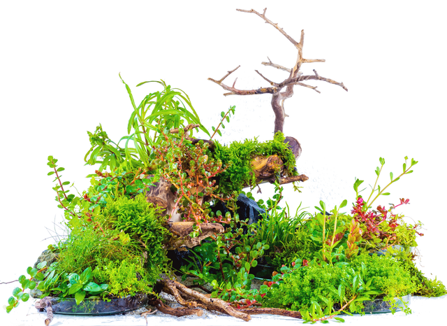 Aquascaping