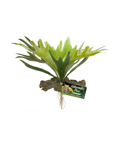 STAGHORN FERN ZOOMED