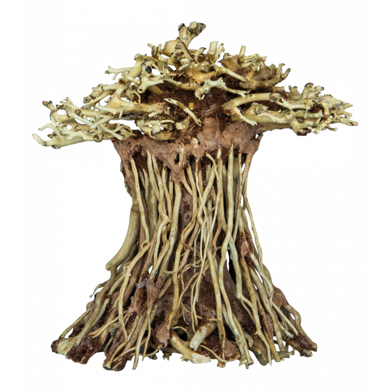 bonsai mushroom S