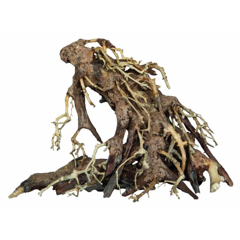 bonsai root M