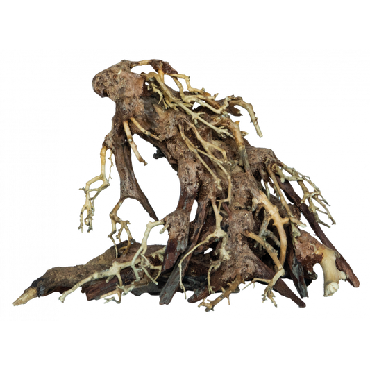 bonsai root M