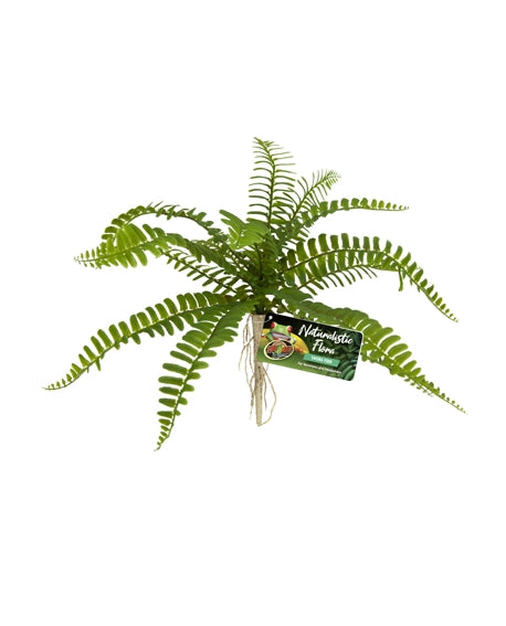SWORD FERN ZOOMED