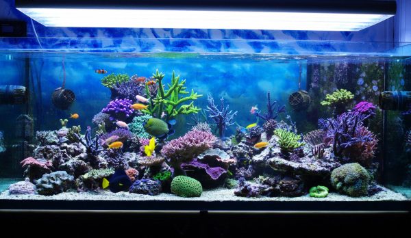 LeddySlim Link 36W d'Aquael - Eclairage connectée pour aquarium à