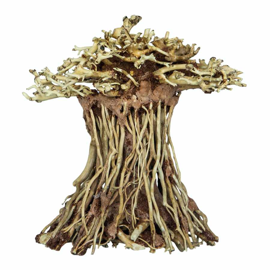 bonsai mushroom M